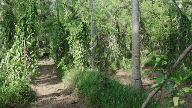 Vanilla plantation in Seychelles, Africa, with rows of natural vanilla plants growing under tall trees on a tropical farm field used for perfume production