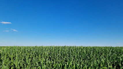 Tall green corn against bright blue sky. Landscape. Agriculture. Growing corn on a farmer's field. Nature, summer background. Corn field with stalks against the sky. Horizon