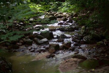 stream in the forest