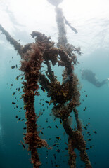 scuba diving in Moalboal Ocean