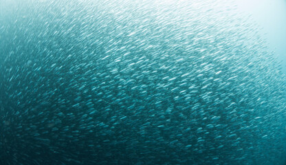 scuba diving in Moalboal Ocean