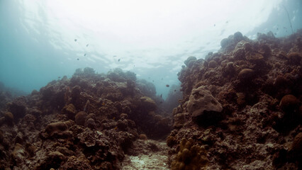scuba diving in Moalboal Ocean