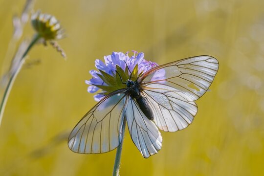 A Butterfly black-veined white sits on a violet flower.. Aporia crataegi