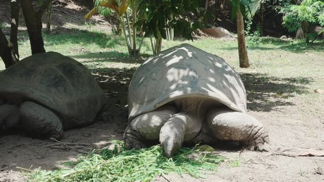 Two young giant turtles eat grass and leaves. Aldabra animals conservation
