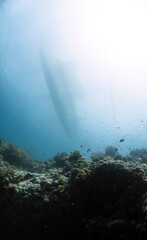 scuba diving in Moalboal Ocean