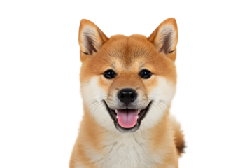 Isolated Portrait of Cute Shiba Inu Puppy with Happy Expression