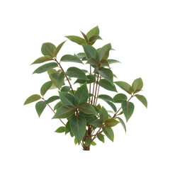 Lush Green Plant: Vibrant Foliage Perfect for Design Projects