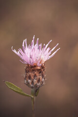 Distelblüte