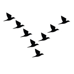 Flock of birds flying in formation against a white background