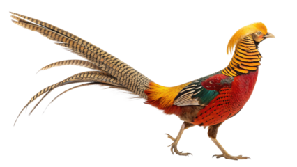 Golden pheasant bird species exotic wildlife colorful bird isolated animal nature birdwatching fowl avian