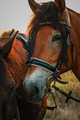 Obraz premium portrait of a horse