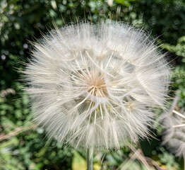 Obraz premium A large fluffy dandelion seed head on a green blurred background. Symbol of lightness, desires and natural cycle. It conveys the feeling of summer, freshness and wild nature