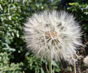 Obraz premium A large fluffy dandelion seed head on a green blurred background. Symbol of lightness, desires and natural cycle. It conveys the feeling of summer, freshness and wild nature