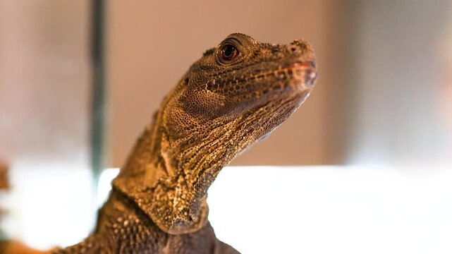 Philippine Sailfin Lizard Observing in Captivity