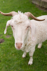 Curly-horned goat standing on lush green grass