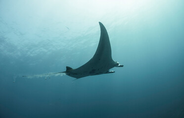 Scuba Diving in the Komodo Indonesian Sea