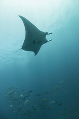 Scuba Diving in the Komodo Indonesian Sea