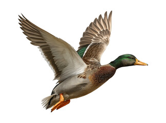 Obraz premium Mallard duck flying isolated on a transparent background