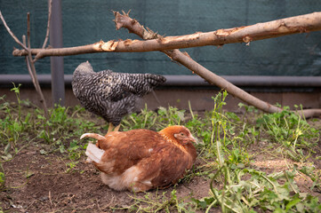 Chickens in natural habitat resting and foraging in sunny outdoor coop