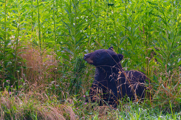An American black bear grazing in tall vegetation in Cades Cove, Great Smoky Mountains, Tennessee