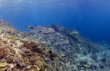 Scuba Diving in the Komodo Indonesian Sea