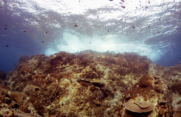 Scuba Diving in the Komodo Indonesian Sea