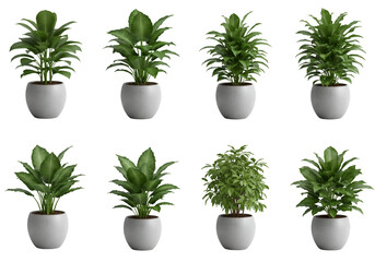 Fototapeta premium Isolated Potted Green Plants with Leaves on Transparent Background