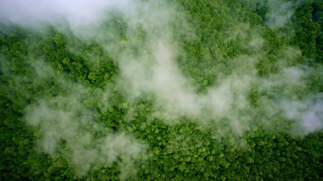 Mist-laced cinematic drone view of the Smoky Mountains.