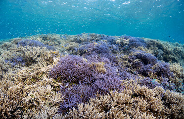 Scuba Diving in the Komodo Indonesian Sea