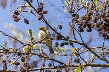 Zilpzalp im Geäst einer Erle