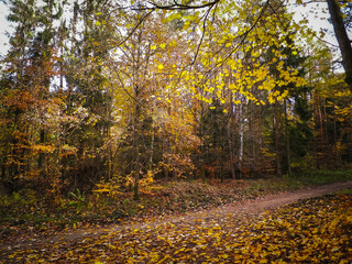 Autumn in forest. Beauty of nature
