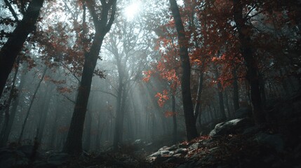 Mysterious forest shrouded in fog with red leaves illuminated by sunlight