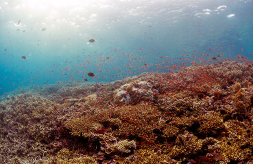 Scuba Diving in the Komodo Indonesian Sea