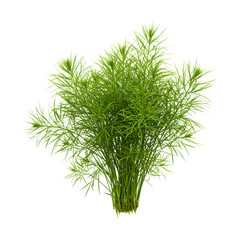 Asparagus Fern: Detailed Close-Up of Plant
