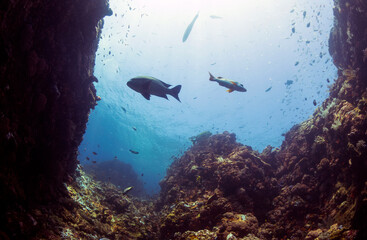 Scuba Diving in the Komodo Indonesian Sea