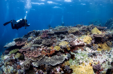Scuba Diving in the Komodo Indonesian Sea