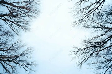 Bare winter trees forming a natural frame around sky. Autumn background with clear space for copy.