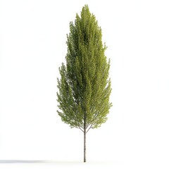 Fototapeta premium Real poplar tree background isolated white.
