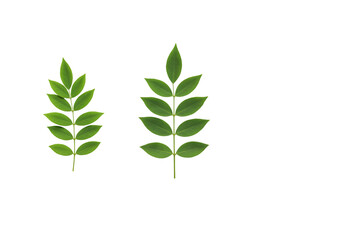 Fototapeta premium Illustration of Two Green Leaves Isolated on Transparent Background