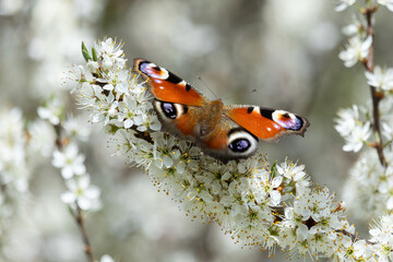 Tagpfauenauge auf Weißdornblüten