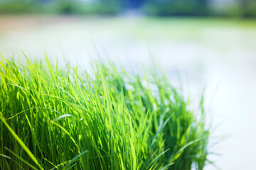 green rice paddy field during the summer