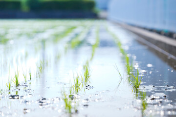 green rice paddy field during the summer