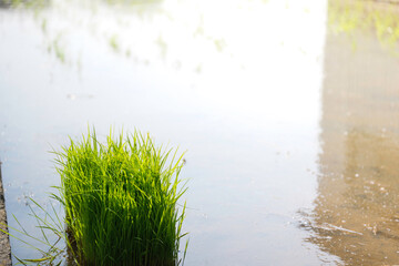 green rice paddy field during the summer