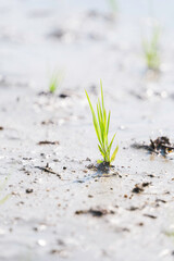 green rice paddy field during the summer