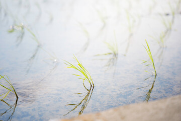 green rice paddy field during the summer