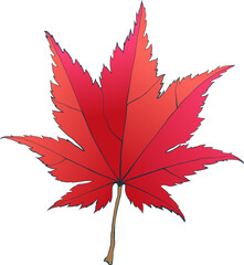 Hand-drawn autumn colored red fall maple leaf isolated on white background. Flat style illustration.