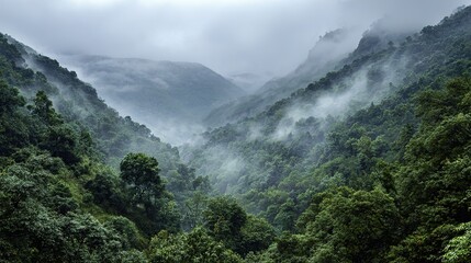 Obraz premium Bird's-eye view of mist-covered green forest and mountains during rainy season, symbolizing tranquility, natural mystery, and ecological depth