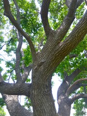 初夏の若葉のナンキンハゼの木