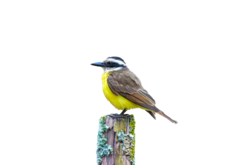 A well-lit image of a Great Kiskadee bem-te-vi (Pitangus sulphuratus), with selective focus highlighting its vibrant yellow breast. The bird is highlighted against a blurred background. Brazilian Bird