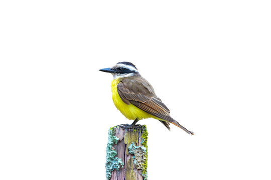 A well-lit image of a Great Kiskadee bem-te-vi (Pitangus sulphuratus), with selective focus highlighting its vibrant yellow breast. The bird is highlighted against a blurred background. Brazilian Bird